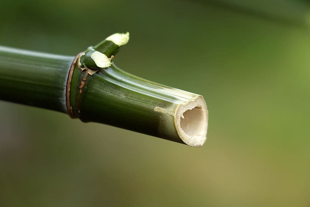 bambú cortado para que se vea que esta hueco